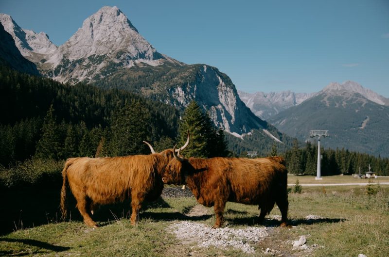 Two highland Cows Locking Horns. In summary, Highland cows can indeed be milked, though not as productively as other dairy cattle. These unique cows produce around 2 gallons of milk per day on average, with a butterfat content of up to 10% source. This high butterfat content is appealing to some farmers, but may not be suitable for all uses.