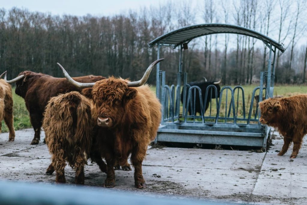 Highland cow with long horns. Are highland cows a hardy breed? Yes, Highland cows are a hardy breed capable of surviving in harsh environments with poor-quality vegetation. 