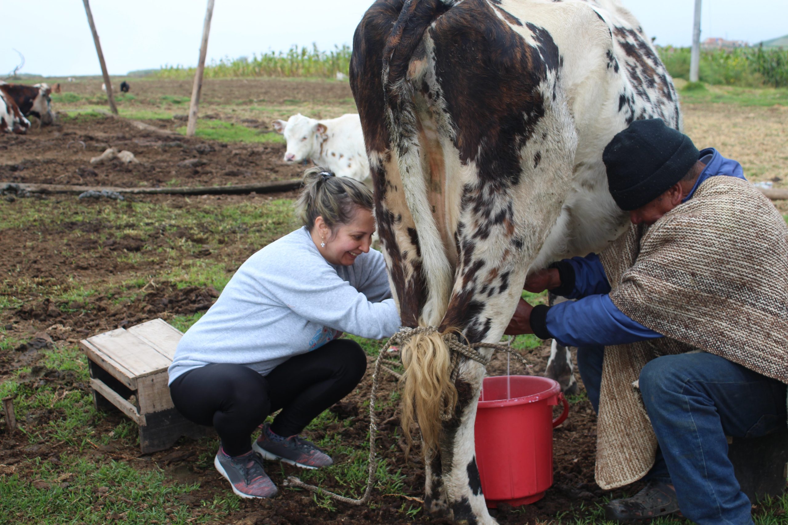 Lady and a guy milking a cow