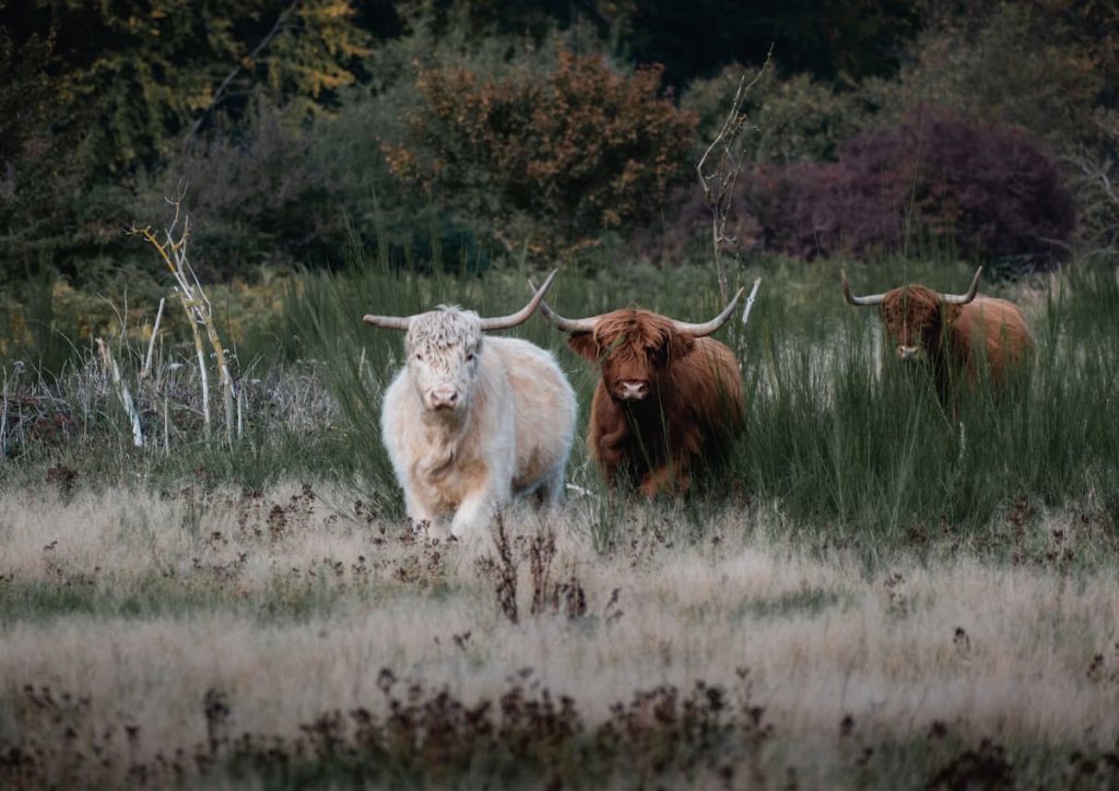 Highland cows on the grass. Can highland cows be milked? Yes, highland cows can indeed be milked on a small scale for personal use.