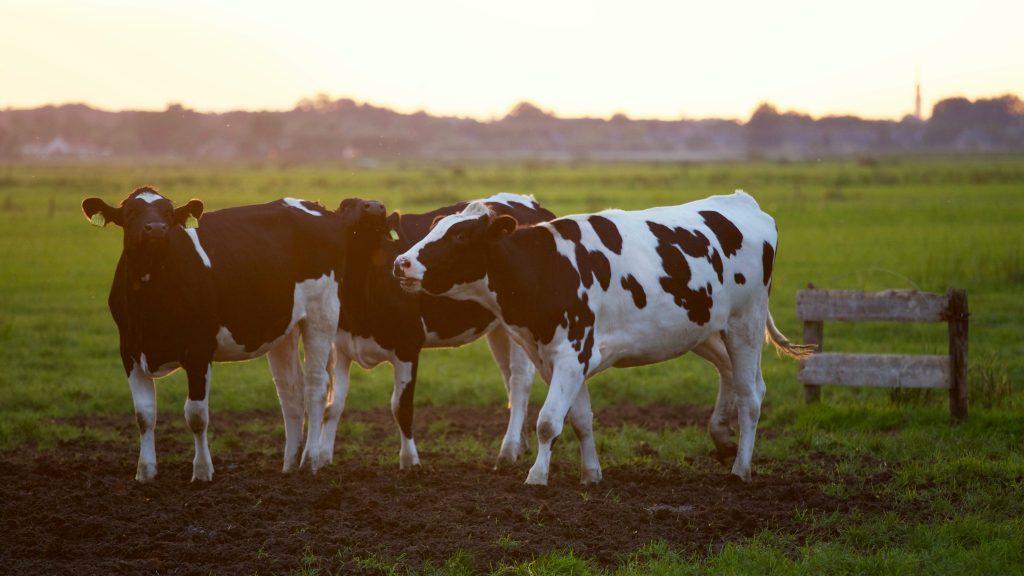 Three cows for organic milk and meat They are grass fed and grass finished here at the farm