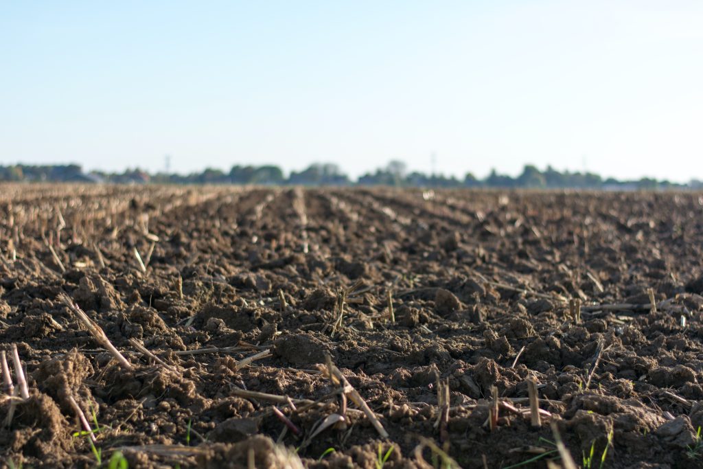 healthy organic soil because of crop rotation