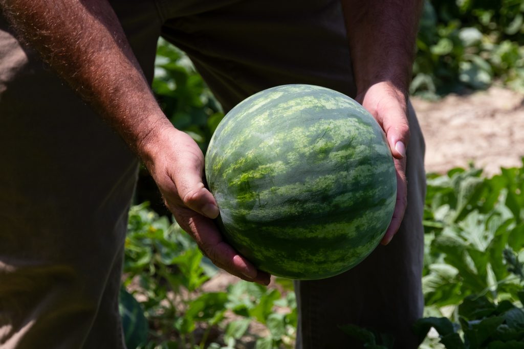 harvesting organic watermelon