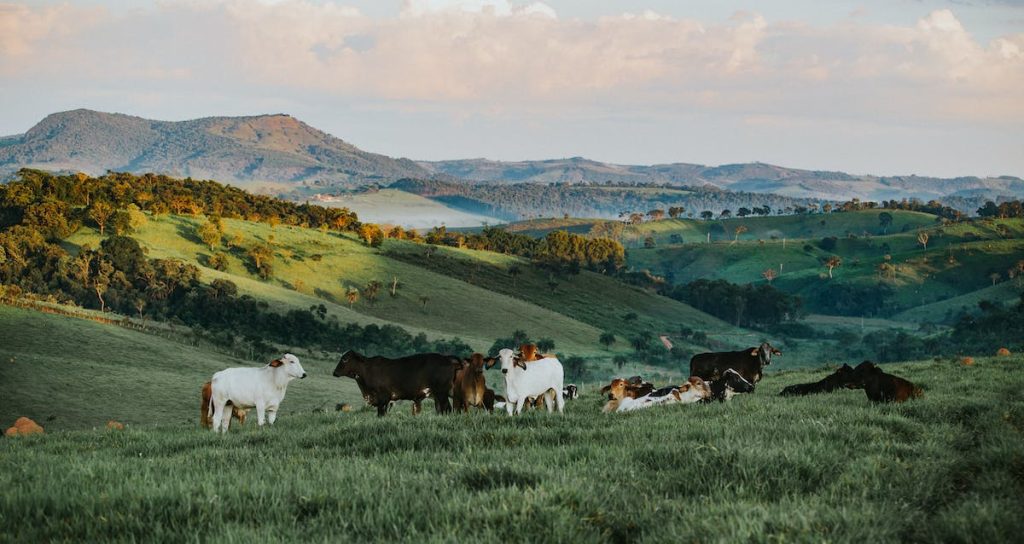 Best Practices in Pasture Management for Cattle