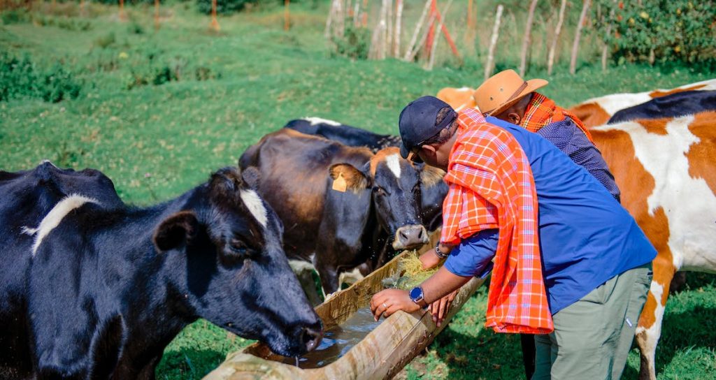 Cows drinking water