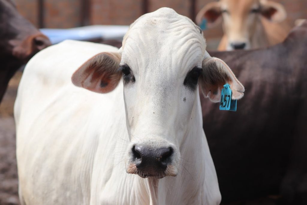 Brahman cow with blue ear tag number 257, showcasing modern livestock management practices