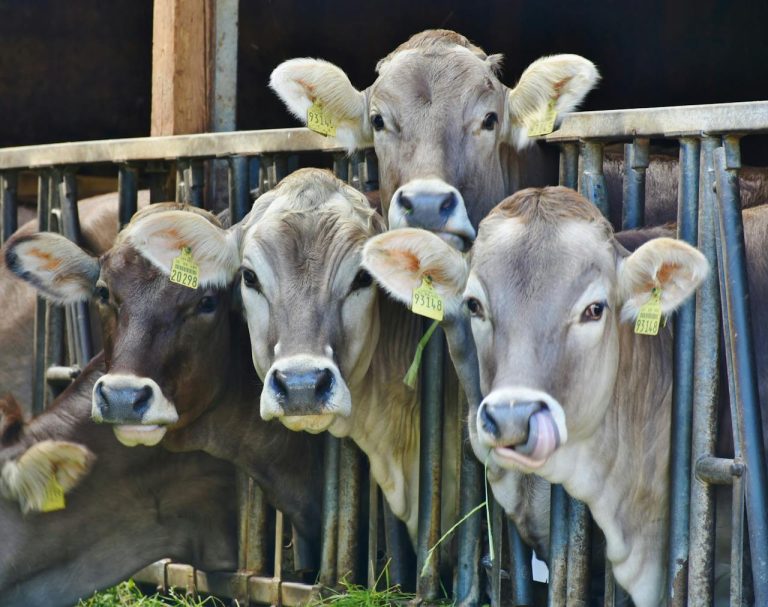 Group of Brown Swiss dairy cows feeding in a barn, showcasing their distinct brown coats and large ears, commonly used in dairy farming for high milk production. Image highlighting sustainable agriculture and livestock management practices