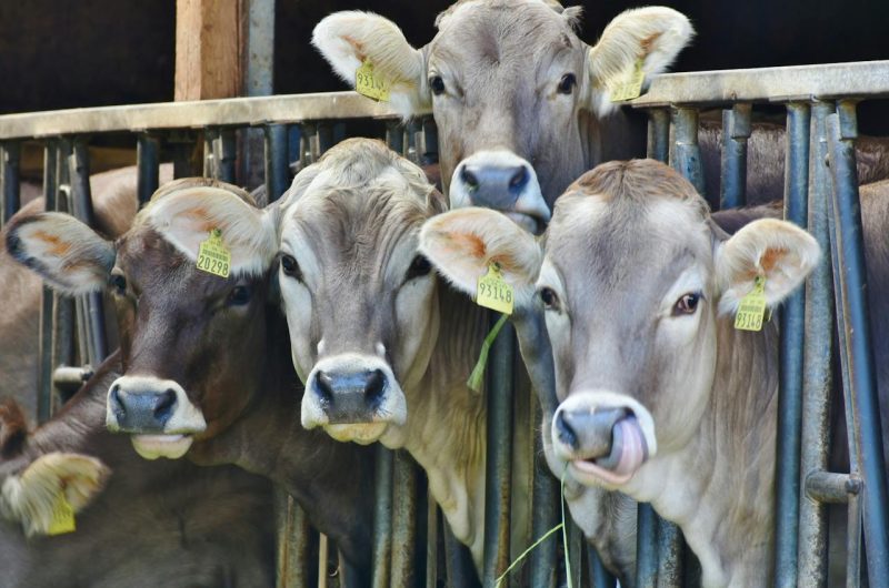 Group of Brown Swiss dairy cows feeding in a barn, showcasing their distinct brown coats and large ears, commonly used in dairy farming for high milk production. Image highlighting sustainable agriculture and livestock management practices