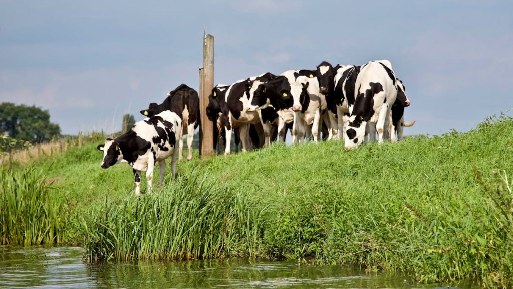 Smart grazing in action Holstein dairy cows on lush green pasture near water, demonstrating sustainable farming practices and efficient land use