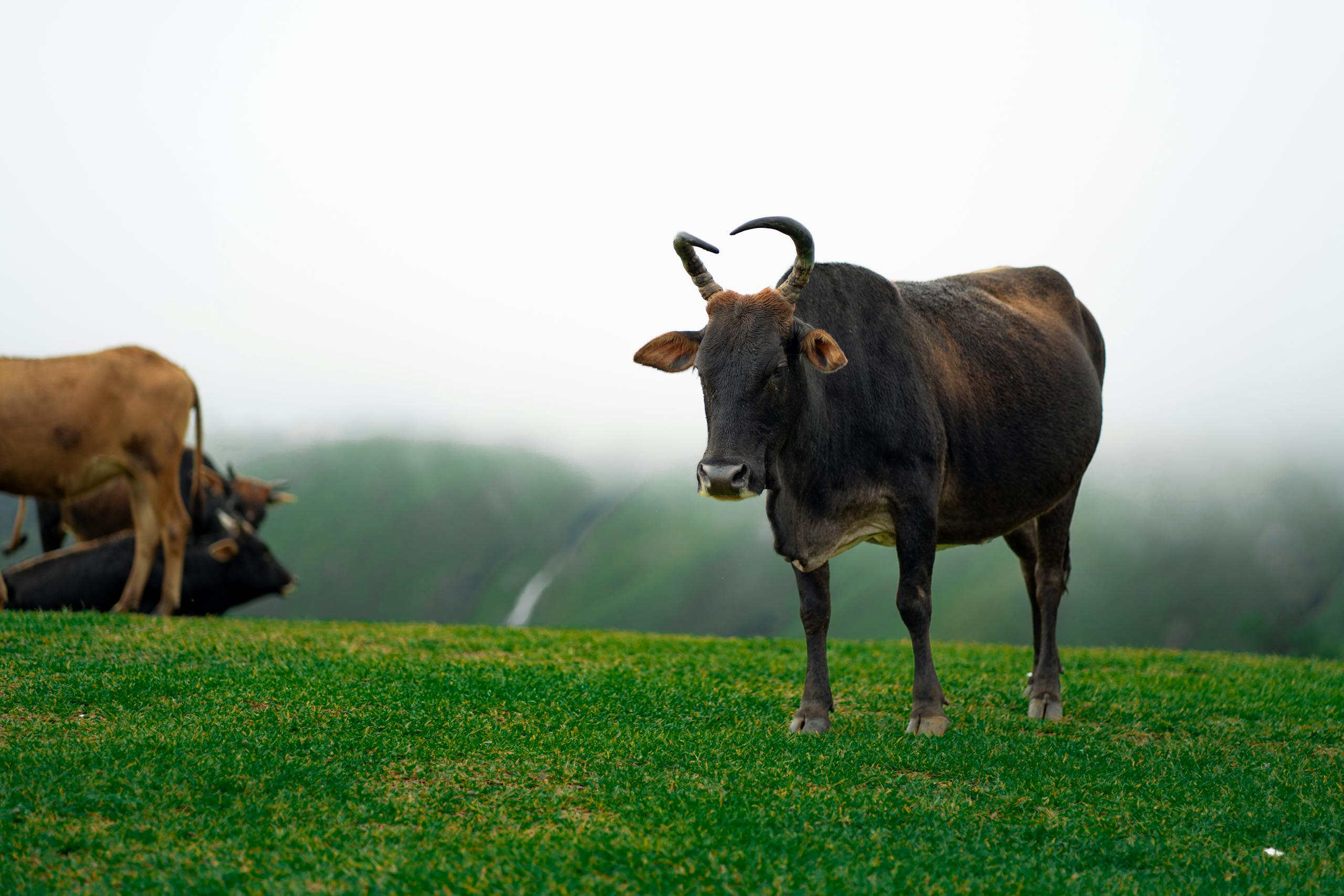 Smart grazing in action Holstein dairy cows on lush green pasture near water, demonstrating sustainable farming practices and efficient land use